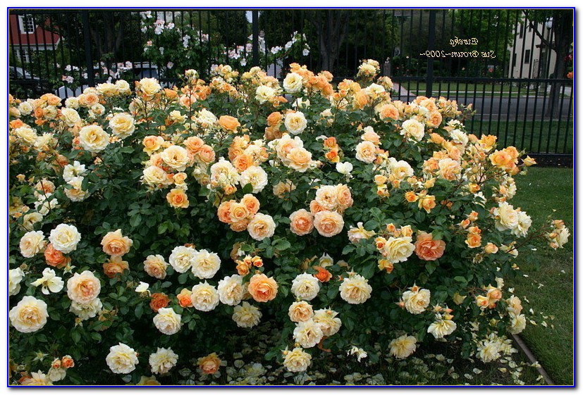 San Jose Municipal Rose Garden Best Time To Visit